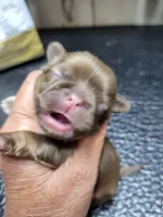Chocolate girl with white chest, a female Shih Tzu for sale in White, GA – Photo 1 of 2