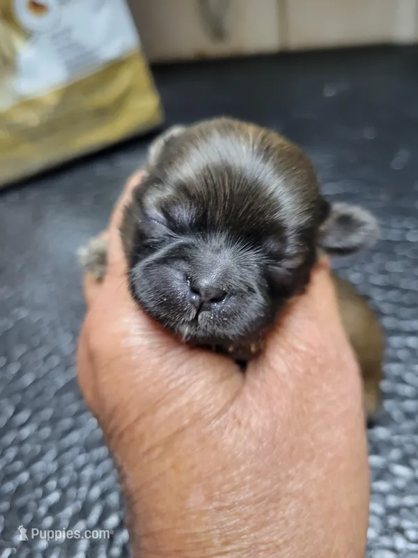 Red black mask – Shih Tzu puppy for sale in White, GA