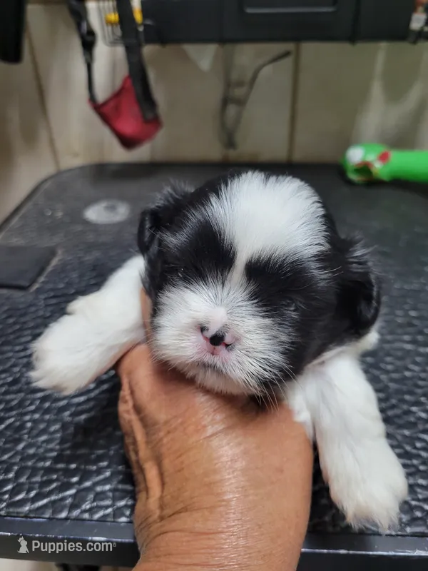 White/Black – Shih Tzu puppy for sale in White, GA