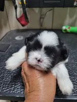 White/Black, a male Shih Tzu for sale in White, GA – 1 of 2