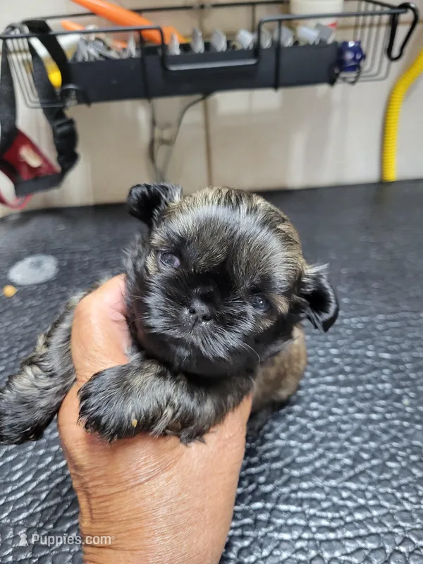 Gold #2 – Shih Tzu puppy for sale in White, GA