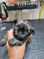 Gold #2, a male Shih Tzu for sale in White, GA – Photo 1 of 2