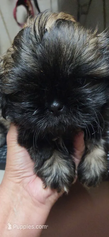 Imper – Shih Tzu puppy for sale in White, GA