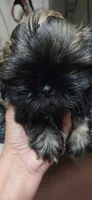 Imper, a male Shih Tzu for sale in White, GA – 1 of 3