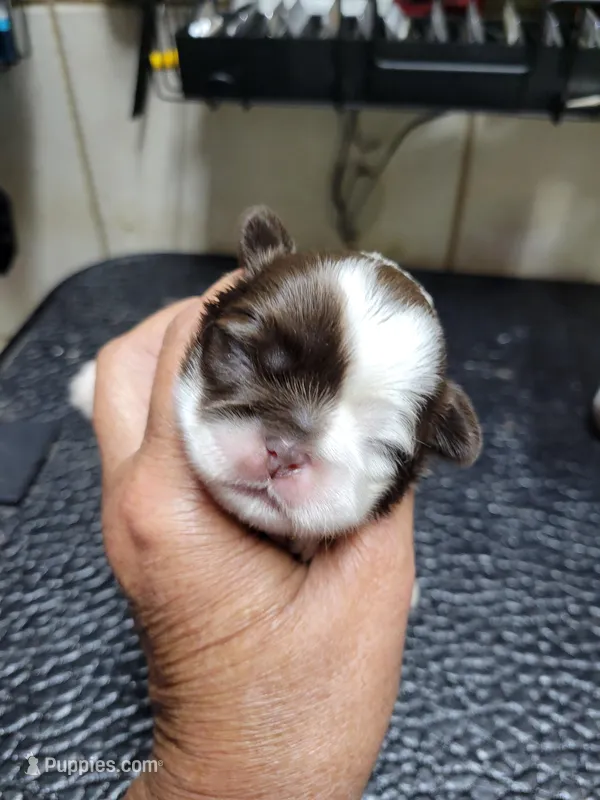 White Chocolate  – Shih Tzu puppy for sale in White, GA