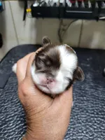 White Chocolate , a male Shih Tzu for sale in White, GA – Photo 1 of 2