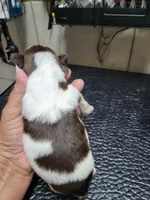 White Chocolate , a male Shih Tzu for sale in White, GA – Photo 2 of 2