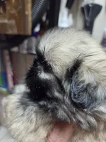 Gold Girl, a female Shih Tzu for sale in White, GA – 3 of 3
