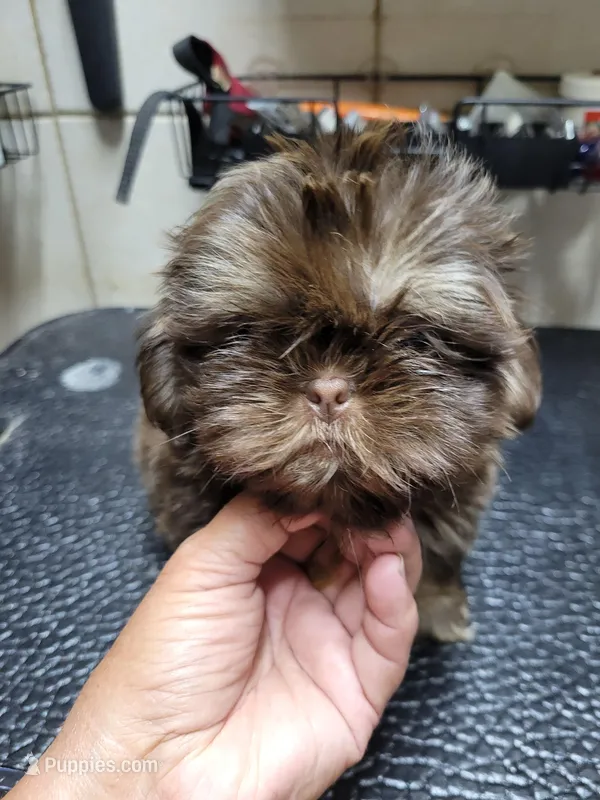 Chocolate boy – Shih Tzu puppy for sale in White, GA
