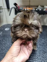 Chocolate boy, a male Shih Tzu for sale in White, GA – 1 of 1