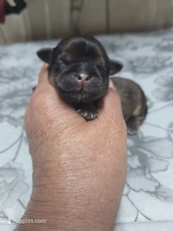 Red Girl Pixie – Shih Tzu puppy for sale in White, GA