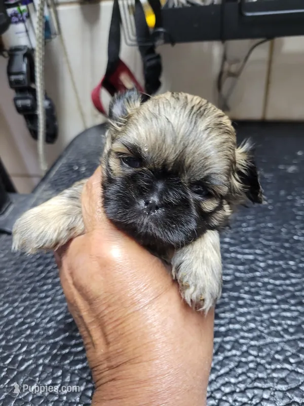 Gold #1 – Shih Tzu puppy for sale in White, GA