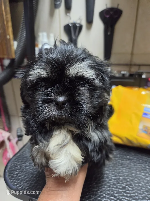Black (no white collar) – Shih Tzu puppy for sale in White, GA