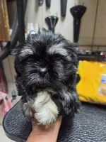 Black (no white collar), a male Shih Tzu for sale in White, GA – 1 of 3
