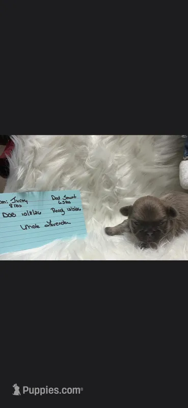 Lavender Boy Ivory – Shih Tzu puppy for sale in White, GA