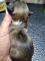 Red black mask girl, a female Shih Tzu for sale in White, GA – Photo 2 of 2