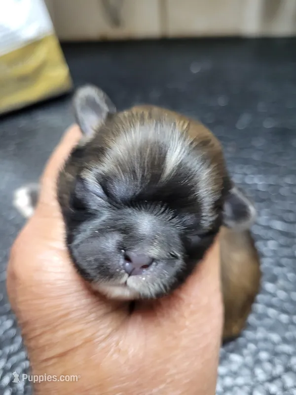 Red black mask girl – Shih Tzu puppy for sale in White, GA