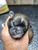 Red black mask girl, a female Shih Tzu for sale in White, GA – Photo 1 of 2