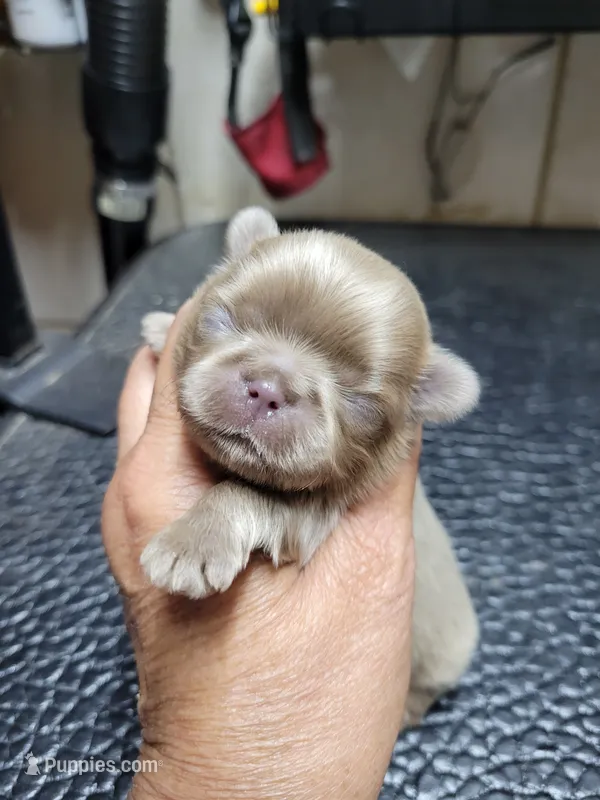 Lavender  – Shih Tzu puppy for sale in White, GA