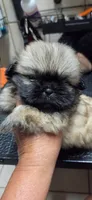 Gold Girl, a female Shih Tzu for sale in White, GA – 1 of 3