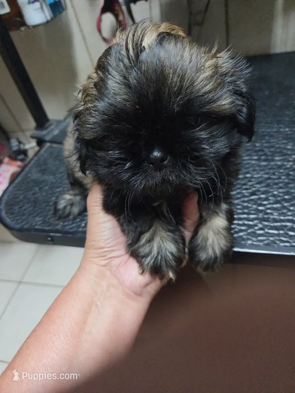 Imperial boy – Shih Tzu puppy for sale in White, GA