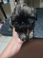 Imperial boy, a male Shih Tzu for sale in White, GA – 1 of 2