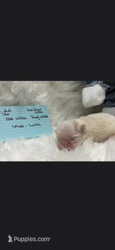 White boy Fifi – Shih Tzu puppy for sale in White, GA