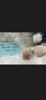 White boy Fifi, a male Shih Tzu for sale in White, GA – 1 of 1
