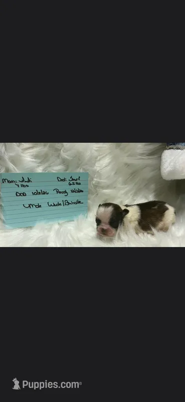 TINY TINY White/Brindle Boy Fifi – Shih Tzu puppy for sale in White, GA