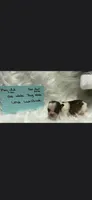 TINY TINY White/Brindle Boy Fifi, a male Shih Tzu for sale in White, GA – 1 of 1