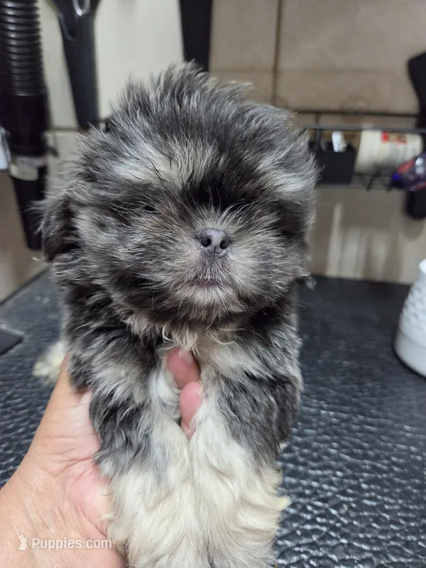 Blueboy – Shih Tzu puppy for sale in White, GA