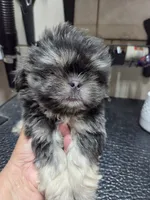 Blueboy, a male Shih Tzu for sale in White, GA – 1 of 1