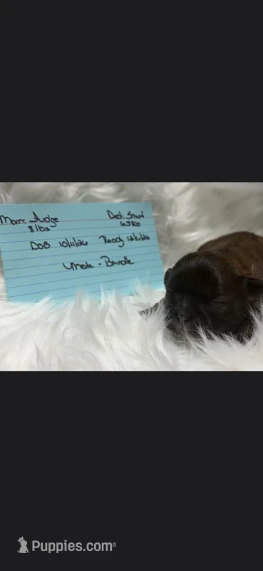 Brindle boy #2 Fudge  – Shih Tzu puppy for sale in White, GA