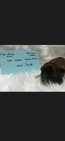 Brindle boy #2 Fudge , a male Shih Tzu for sale in White, GA – 1 of 1