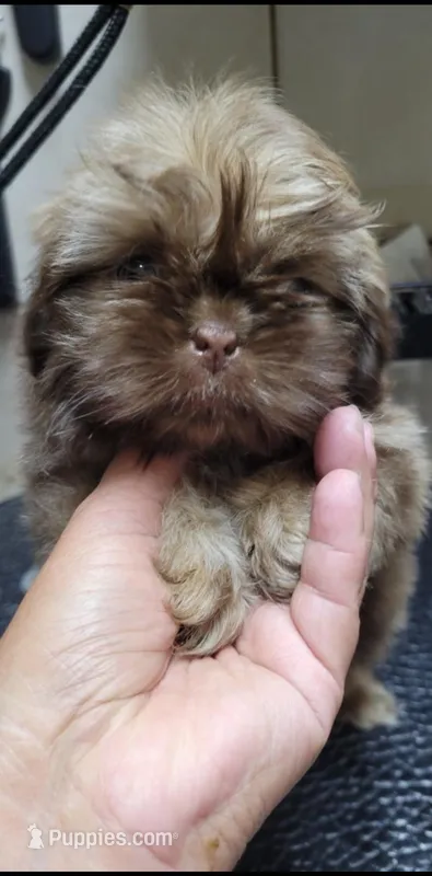 Chocolate girl – Shih Tzu puppy for sale in White, GA