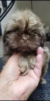Chocolate girl, a female Shih Tzu for sale in White, GA – 1 of 1