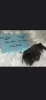 Brindle boy #1 Fudge, a male Shih Tzu for sale in White, GA – 1 of 1