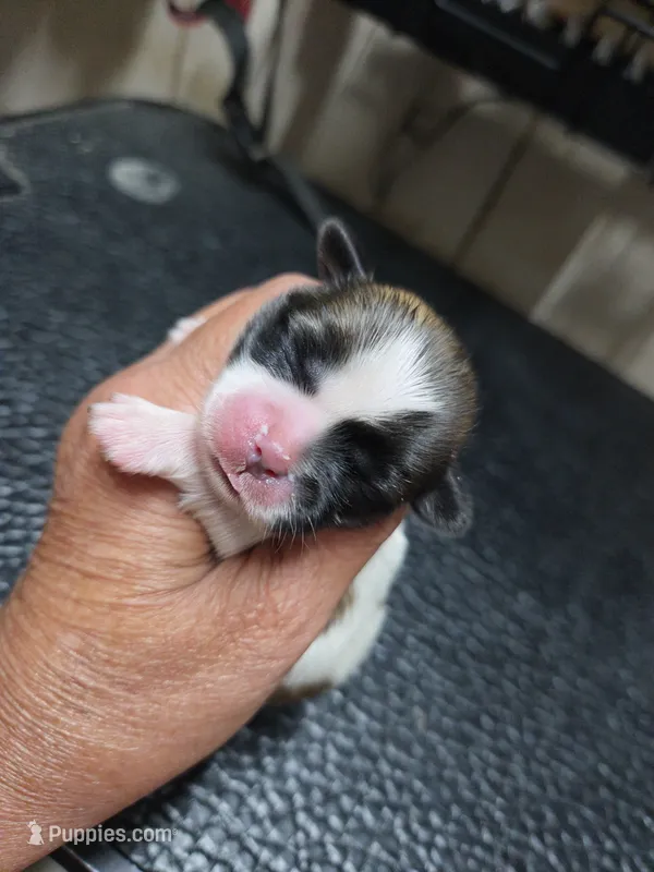 White Gold Girl – Shih Tzu puppy for sale in White, GA