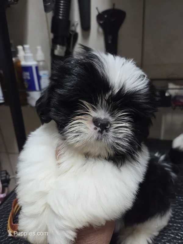 White/Black – Shih Tzu puppy for sale in White, GA