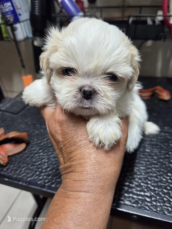 Snowwhite – Shih Tzu puppy for sale in White, GA