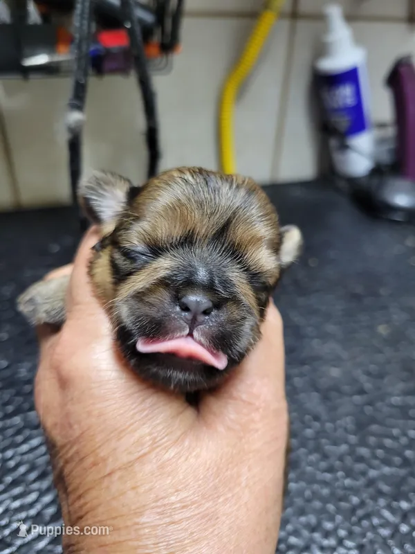 Red Girl – Shih Tzu puppy for sale in White, GA