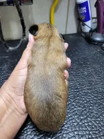 Red Girl, a female Shih Tzu for sale in White, GA – Photo 2 of 2