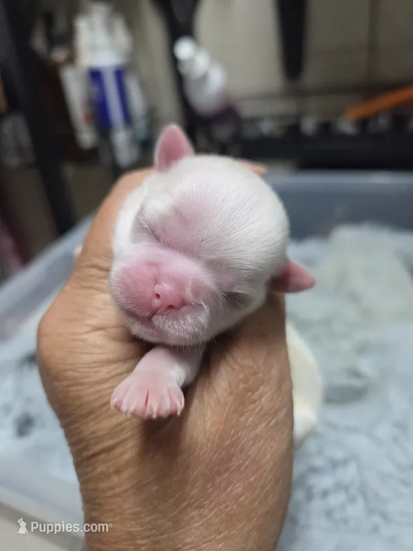 Snowwhite – Shih Tzu puppy for sale in White, GA