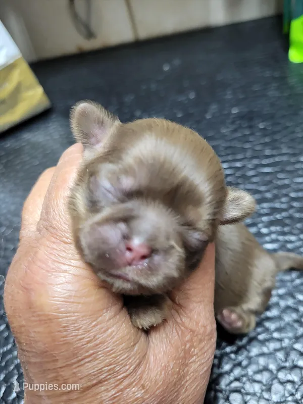 Chocolate girl little white, a female Shih Tzu for sale in White, GA – Photo 1 of 1