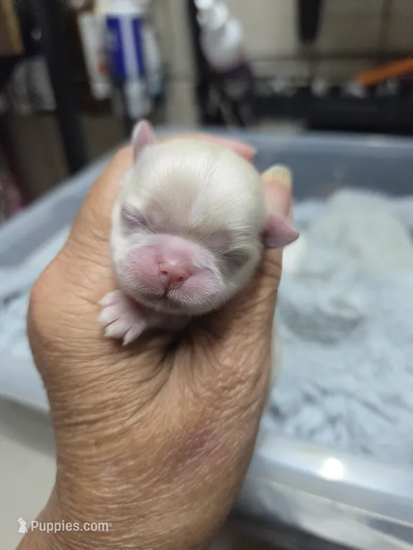 Snowbell – Shih Tzu puppy for sale in White, GA