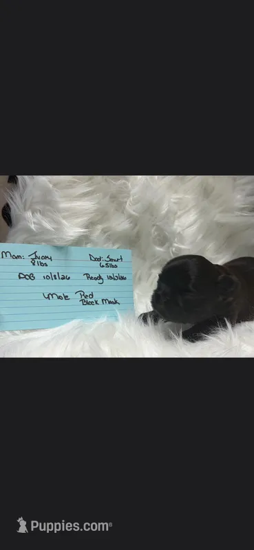 Red boy Ivory – Shih Tzu puppy for sale in White, GA