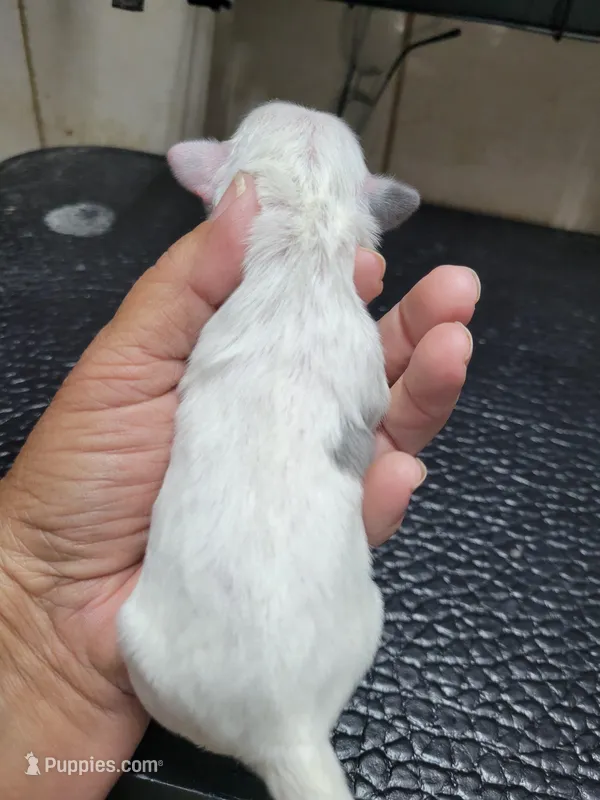 White/Blue – Shih Tzu puppy for sale in White, GA