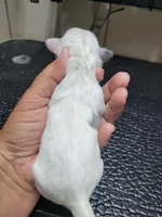 White/Blue, a male Shih Tzu for sale in White, GA – 1 of 1