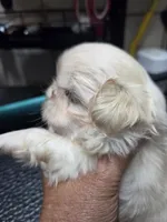 Snowboy, a male Shih Tzu for sale in White, GA – 2 of 5