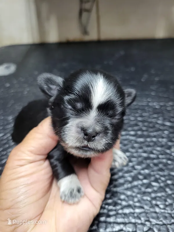 Black (white collar) – Shih Tzu puppy for sale in White, GA